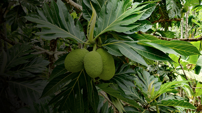 Breadfruit